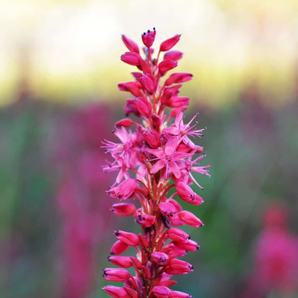 Persicaria speciosa <span class="hidden specialOffer"></span> ---